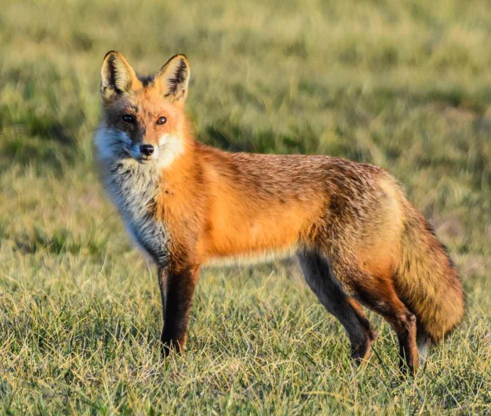 fox